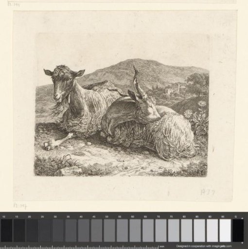 Lying goat and buck