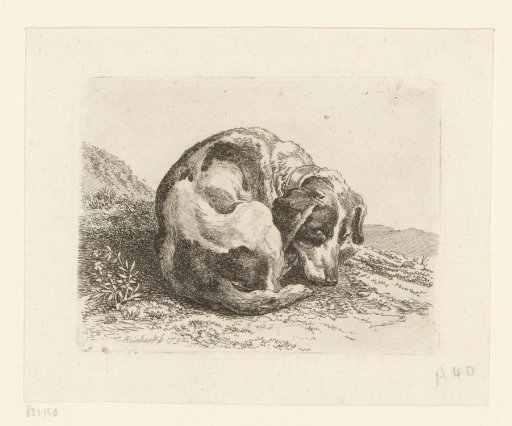 Lying hunting dog