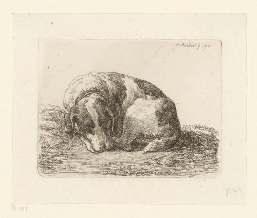 Sleeping hunting dog