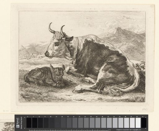 Lying cow with calf