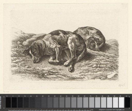 Two sleeping hunting dogs