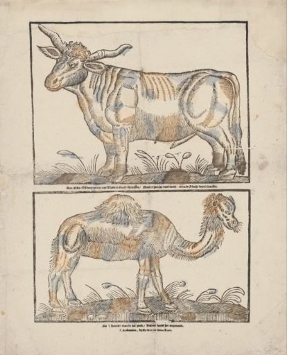 Ox and camel