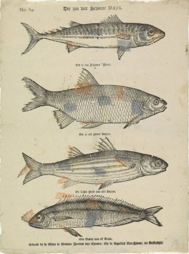 These are four fine fish