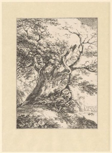 Tree with a broken branch