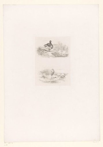Duck and a heron