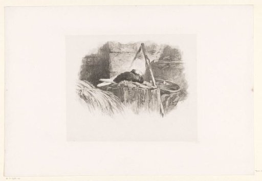 Pigeon on its nest