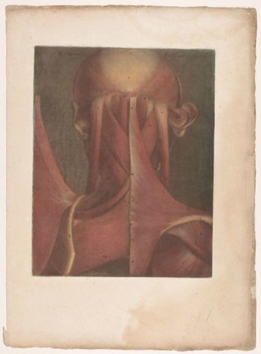 Male head showing the muscles of the occiput and neck