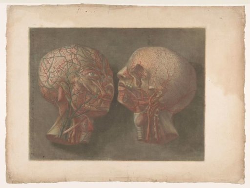 Two heads showing the veins
