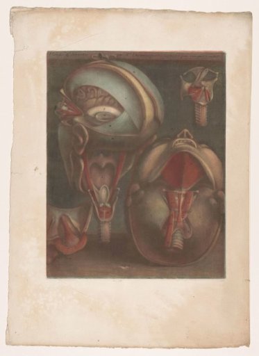 Two heads showing the veins, with the larynx and vocal cords in detail