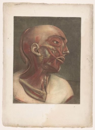 Male head showing the muscles