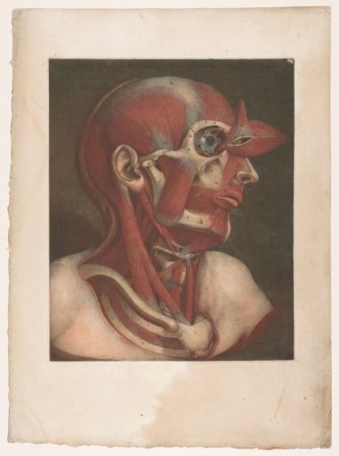 Male head showing the muscles, with detail of the eye