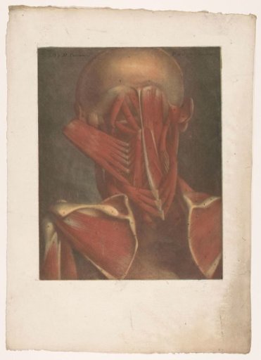 Male head showing the muscles of the occiput, neck, and shoulder blades