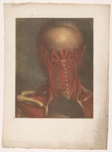 Male head showing the muscles of the occiput, neck, and shoulder blades