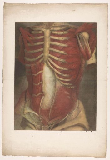 Anatomical muscle model of a male torso, viewed from the front