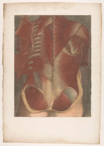 Anatomical muscle model of a male torso, viewed from behind