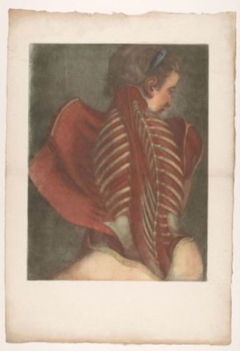 Anatomical muscle model of a female torso, with detail of the ribs