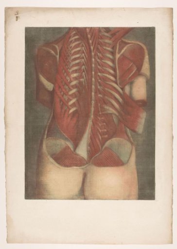 Anatomical muscle model of a female torso, viewed from the back