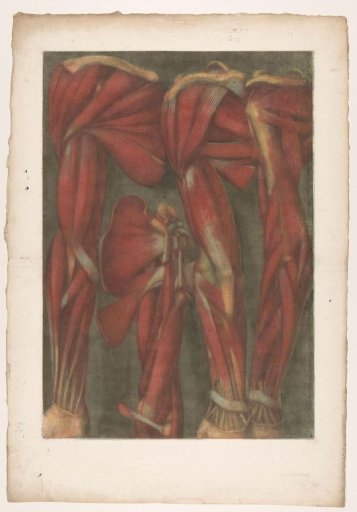 Anatomical muscle models of the arm and shoulder