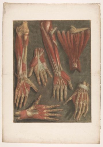Anatomical muscle models of the hand