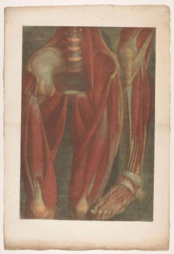 Anatomical muscle models of the pelvis and a leg