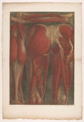 Anatomical muscle models of the back of the pelvis and the thighs