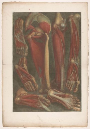 Anatomical muscle models of the shins and feet