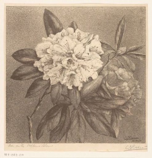 Rhododendron