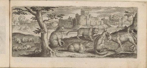 Rats, cats, and foxes in a landscape