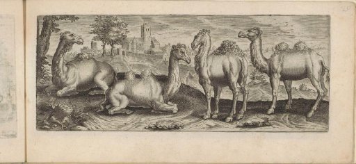 Dromedaries and camels in a landscape