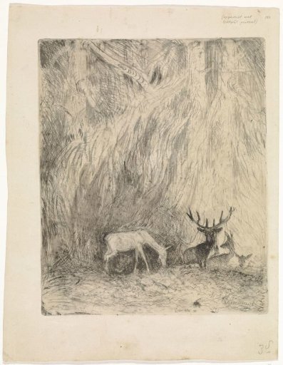 Deer in a Bohemian Forest