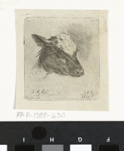 Head of a spotted calf