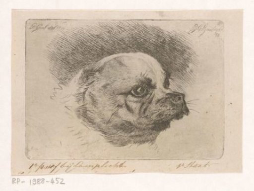 Head of a pug