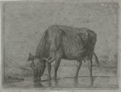 Cow, drinking from a puddle