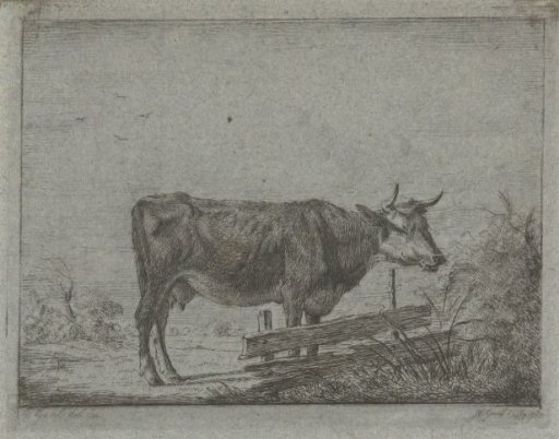 Cow, standing by a fence