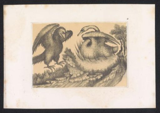 Swan and Eagle