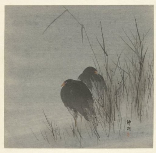 Two Coots among Reeds
