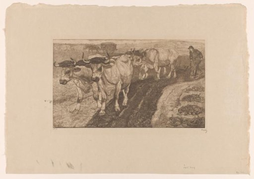 Four ploughing oxen