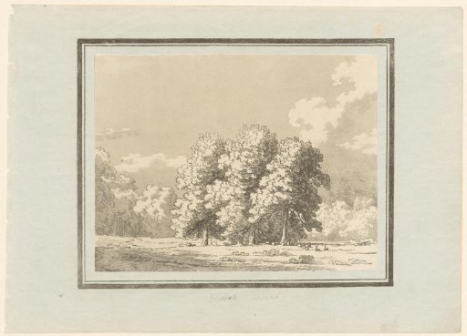 Horse Chestnut