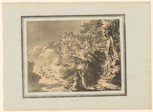 Beech
