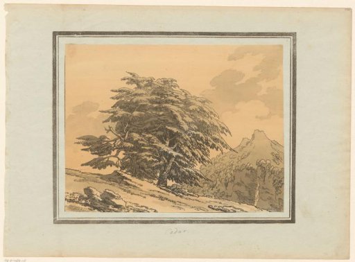 Cedar
