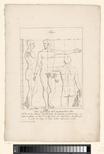 Three views of a 24-year-old male body