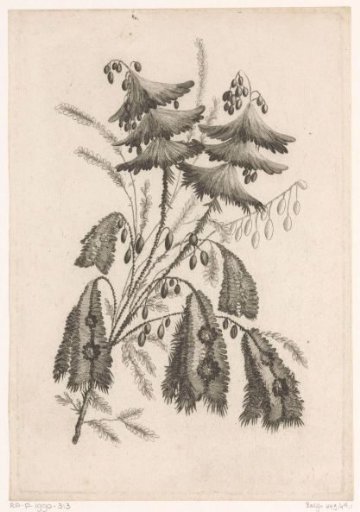 Umbrella-like Flowers