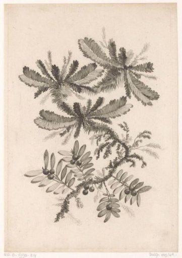 Branches with Berries