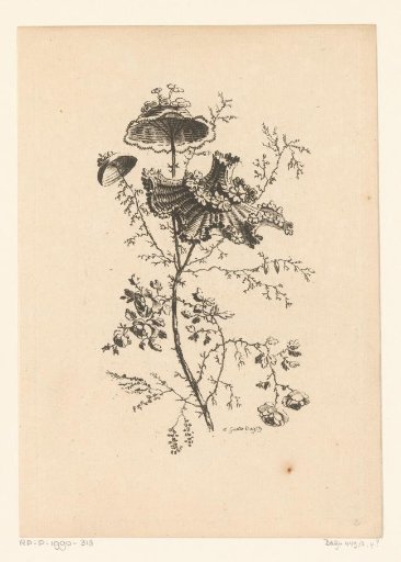 Parasol-shaped flowers