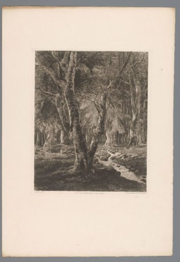 Forest landscape