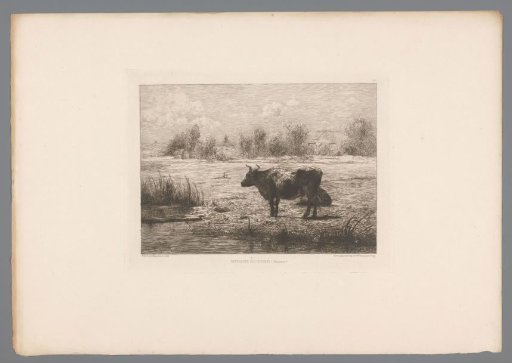 Cows in a Meadow