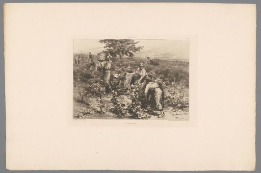 Grape Harvest