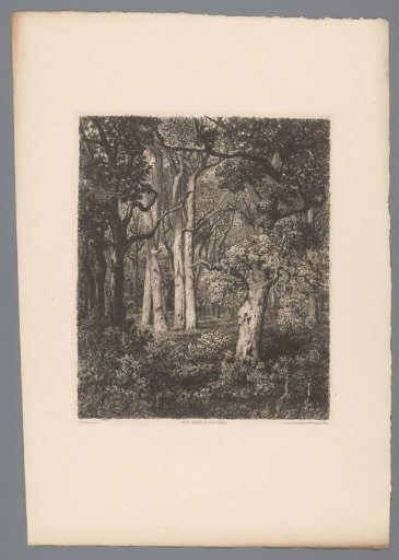 Forest landscape with old oaks
