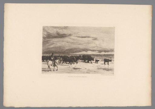 Herd of cattle