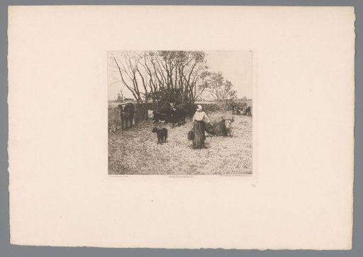 Meadow with Cows
